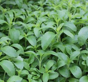 Stévie sladká 'Sweet Leaf' - Stevia rebaudiana 'Sweet Leaf'