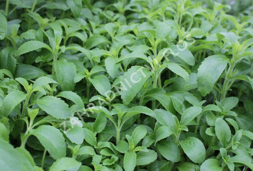 Stévie sladká 'Sweet Leaf' - Stevia rebaudiana 'Sweet Leaf'