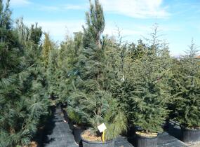 Borovice vejmutovka 'Fastigiata' - Pinus strobus 'Fastigiata'