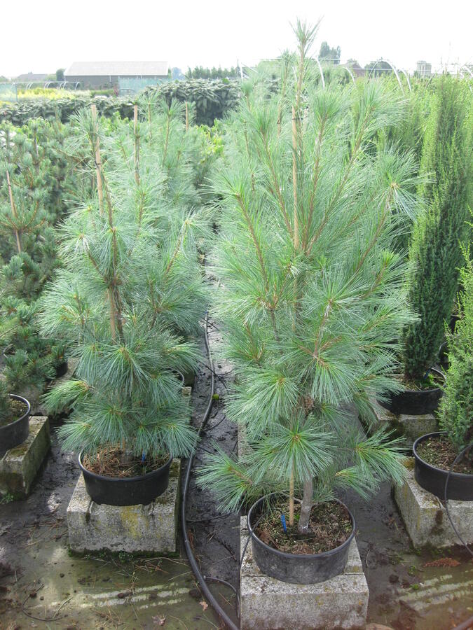 Borovice vejmutovka 'Fastigiata' - Pinus strobus 'Fastigiata'