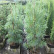 Borovice vejmutovka 'Fastigiata' - Pinus strobus 'Fastigiata'
