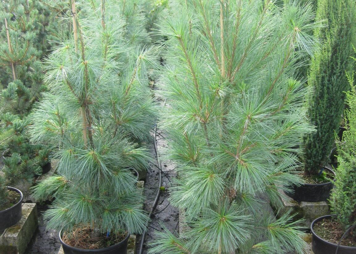 Borovice vejmutovka 'Fastigiata' - Pinus strobus 'Fastigiata'