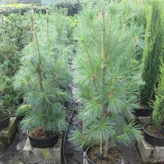 Borovice vejmutovka 'Fastigiata' - Pinus strobus 'Fastigiata'