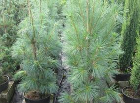 Borovice vejmutovka 'Fastigiata' - Pinus strobus 'Fastigiata'