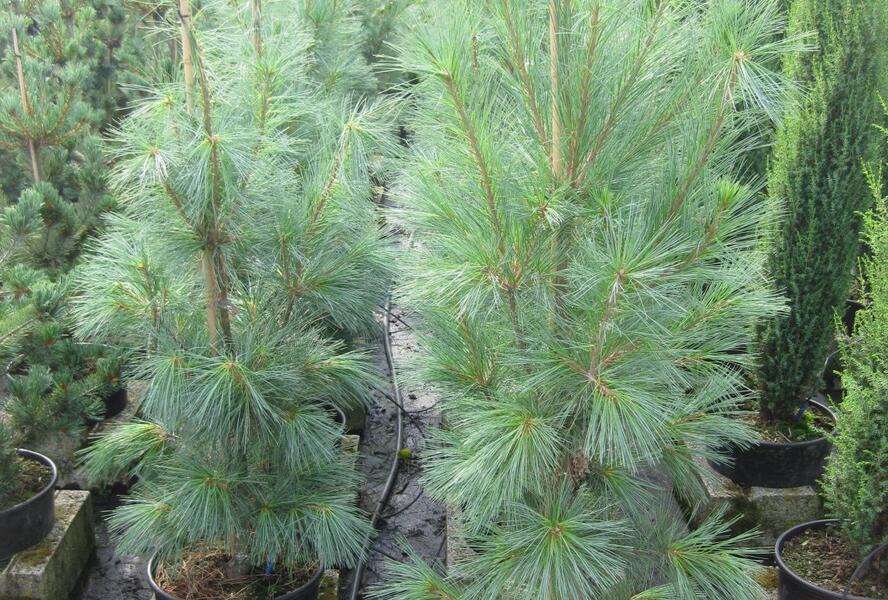 Borovice vejmutovka 'Fastigiata' - Pinus strobus 'Fastigiata'