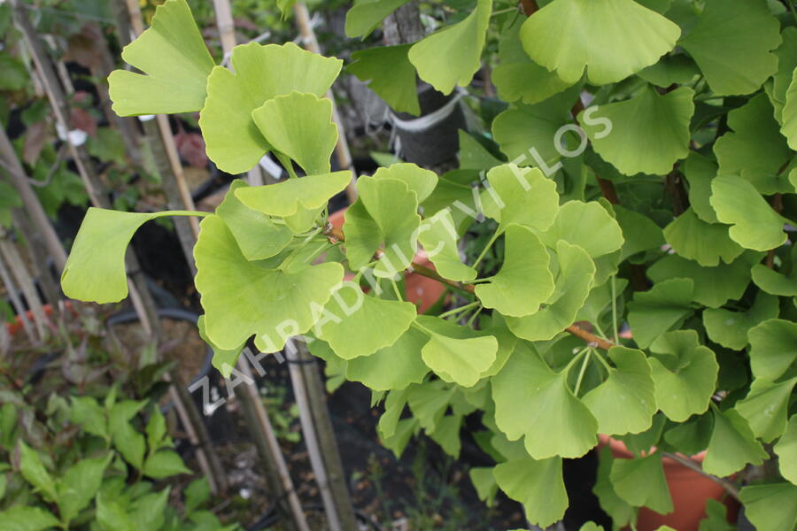 Jinan dvoulaločný 'Lakeview' - Ginkgo biloba 'Lakeview'