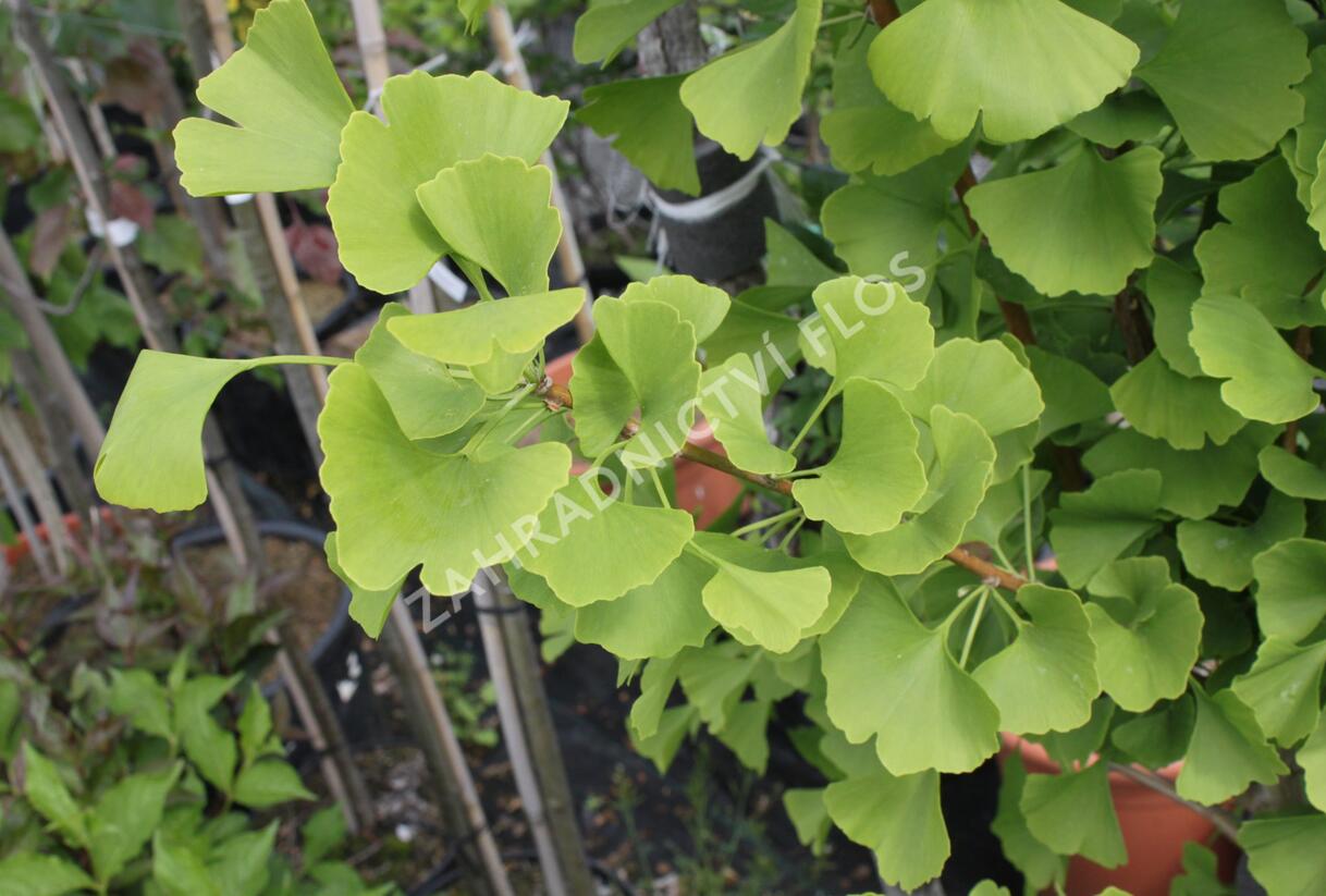 Jinan dvoulaločný 'Lakeview' - Ginkgo biloba 'Lakeview'