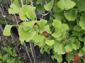 Jinan dvoulaločný 'Lakeview' - Ginkgo biloba 'Lakeview'