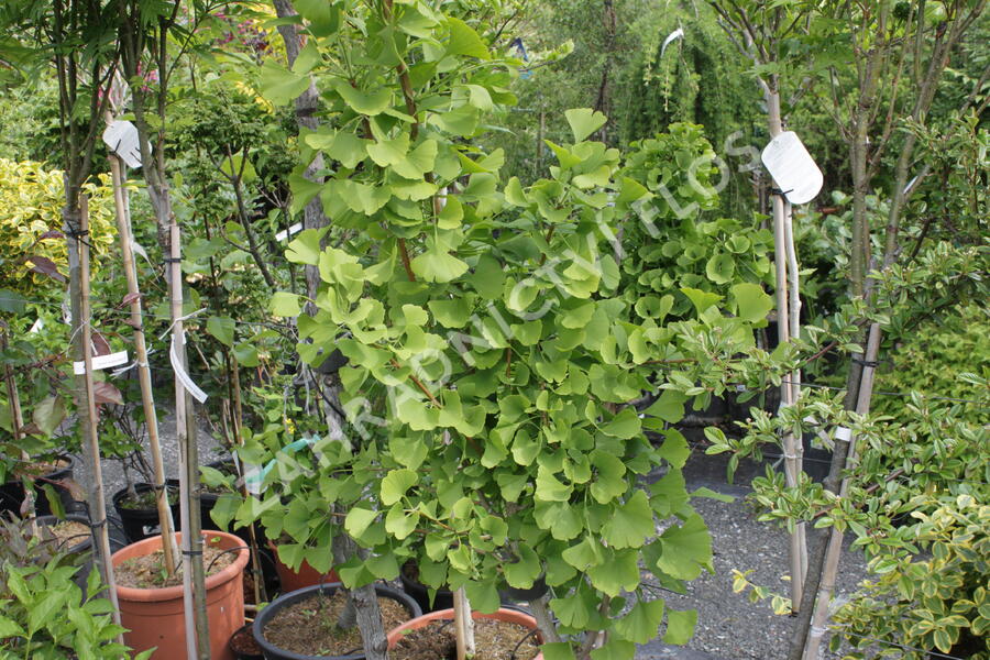 Jinan dvoulaločný 'Lakeview' - Ginkgo biloba 'Lakeview'