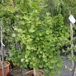 Jinan dvoulaločný 'Lakeview' - Ginkgo biloba 'Lakeview'