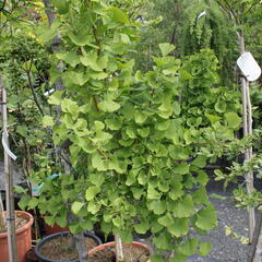 Jinan dvoulaločný 'Lakeview' - Ginkgo biloba 'Lakeview'
