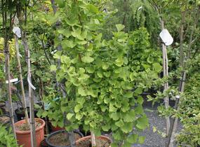 Jinan dvoulaločný 'Lakeview' - Ginkgo biloba 'Lakeview'