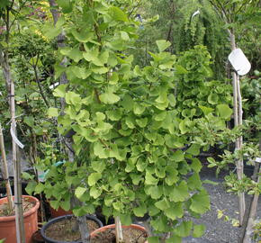 Jinan dvoulaločný 'Lakeview' - Ginkgo biloba 'Lakeview'