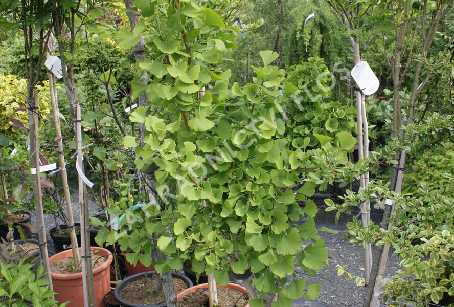 Jinan dvoulaločný 'Lakeview' - Ginkgo biloba 'Lakeview'