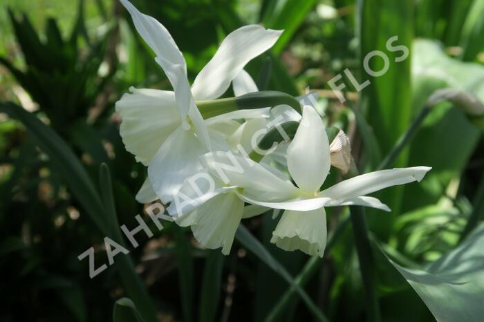 Narcis triandrus 'Thalia' - Narcissus triandrus 'Thalia'