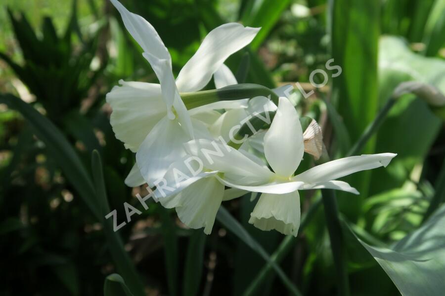 Narcis triandrus 'Thalia' - Narcissus triandrus 'Thalia'