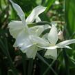 Narcis triandrus 'Thalia' - Narcissus triandrus 'Thalia'