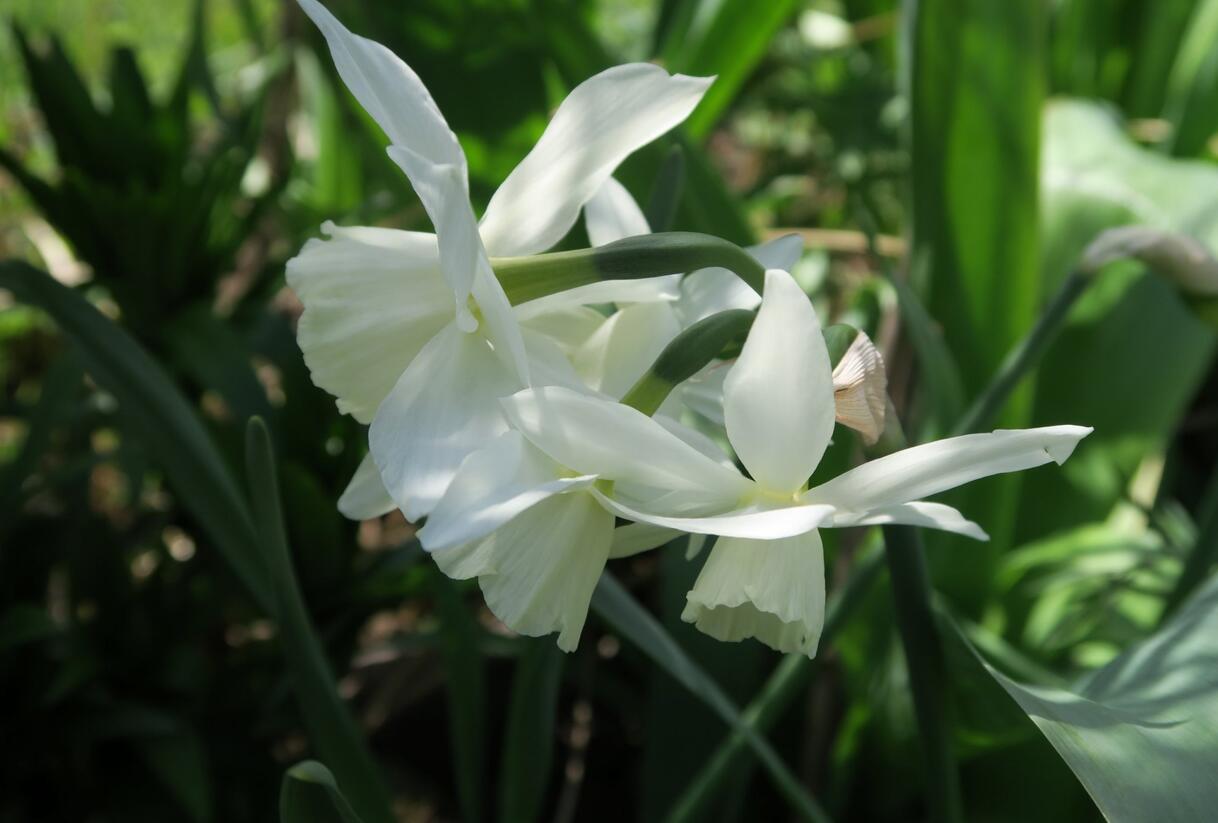 Narcis trojmužný 'Thalia' - Narcissus triandrus 'Thalia'