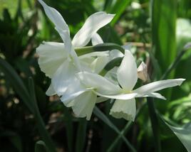 Narcis trojmužný 'Thalia'