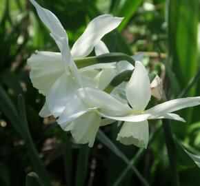 Narcis triandrus 'Thalia' - Narcissus triandrus 'Thalia'