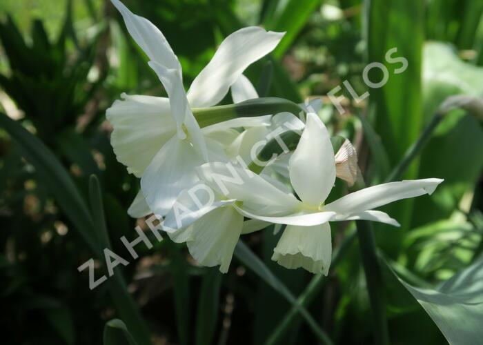 Narcis Triandrus 'Thalia' - Narcissus Triandrus 'Thalia'