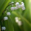 Konvalinka vonná - Convallaria majalis