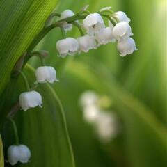 Konvalinka vonná - Convallaria majalis