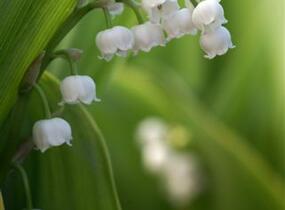 Konvalinka vonná - Convallaria majalis