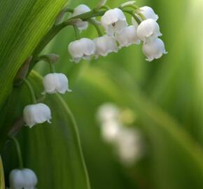 Konvalinka vonná - Convallaria majalis