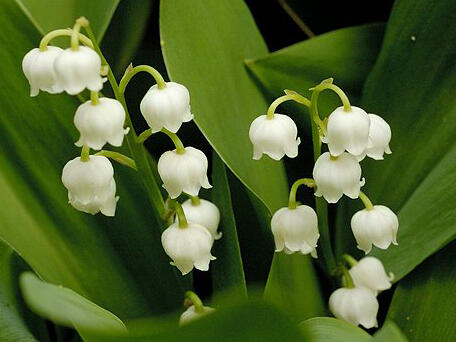 Konvalinka vonná - Convallaria majalis