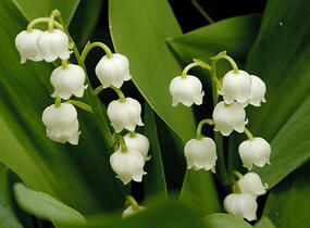 Konvalinka vonná - Convallaria majalis