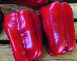 Paprika k rychlení GIGA 'Aurelio' F1