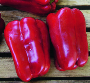 Paprika k rychlení GIGA 'Aurelio' F1 - Capsicum annuum 'Aurelio' F1