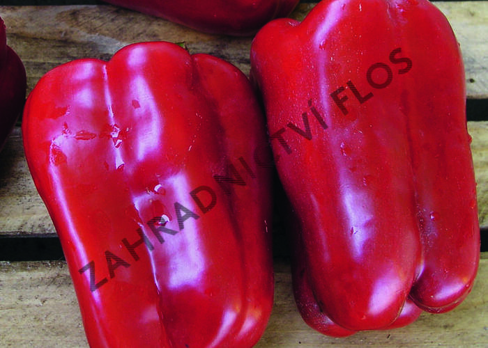 Paprika k rychlení GIGA 'Aurelio' F1 - Capsicum annuum 'Aurelio' F1