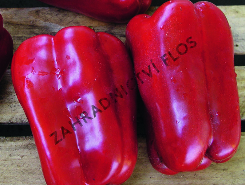 Paprika k rychlení GIGA 'Aurelio' F1 - Capsicum annuum 'Aurelio' F1