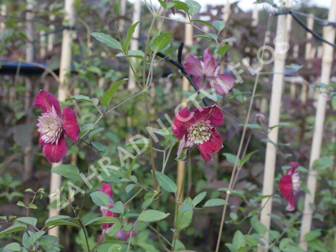 Plamének vlašský 'Purpurea Plena Elegans' - Clematis viticella 'Purpurea Plena Elegans'