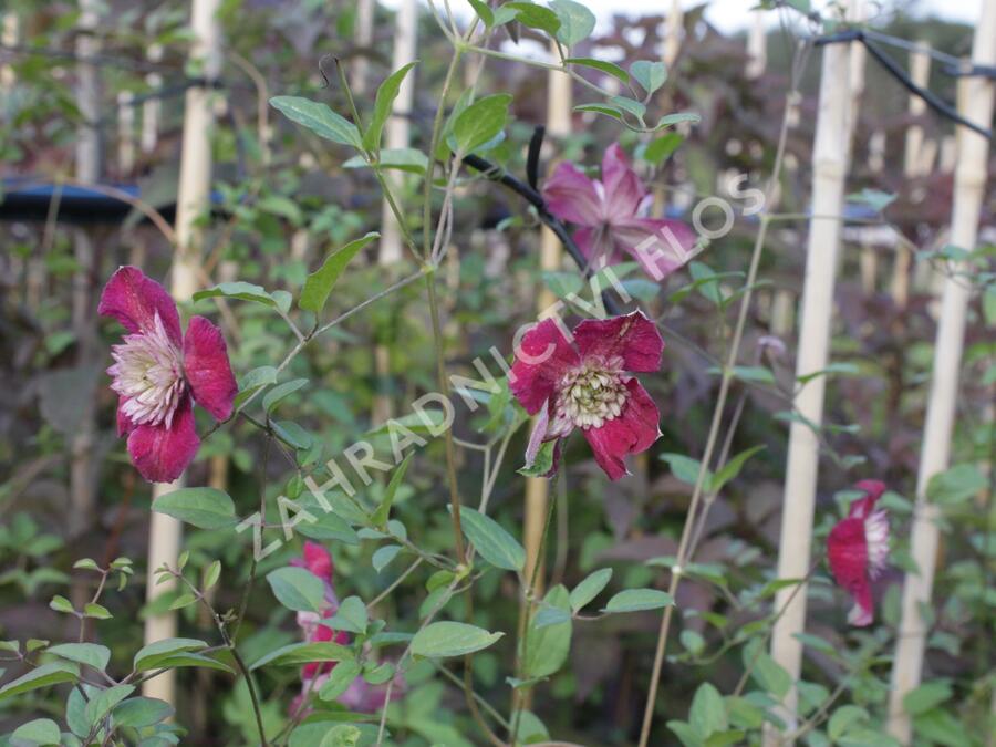 Plamének vlašský 'Purpurea Plena Elegans' - Clematis viticella 'Purpurea Plena Elegans'