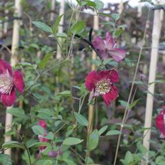 Plamének vlašský 'Purpurea Plena Elegans' - Clematis viticella 'Purpurea Plena Elegans'