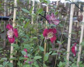 Plamének vlašský 'Purpurea Plena Elegans'