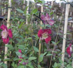 Plamének vlašský 'Purpurea Plena Elegans' - Clematis viticella 'Purpurea Plena Elegans'