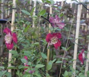 Plamének vlašský 'Purpurea Plena Elegans' - Clematis viticella 'Purpurea Plena Elegans'