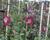 Plamének vlašský 'Purpurea Plena Elegans'