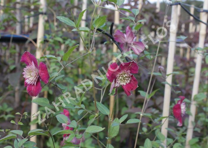 Plamének vlašský 'Purpurea Plena Elegans' - Clematis viticella 'Purpurea Plena Elegans'