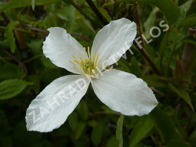 Plamének horský 'Grandiflora' - Clematis montana 'Grandiflora'