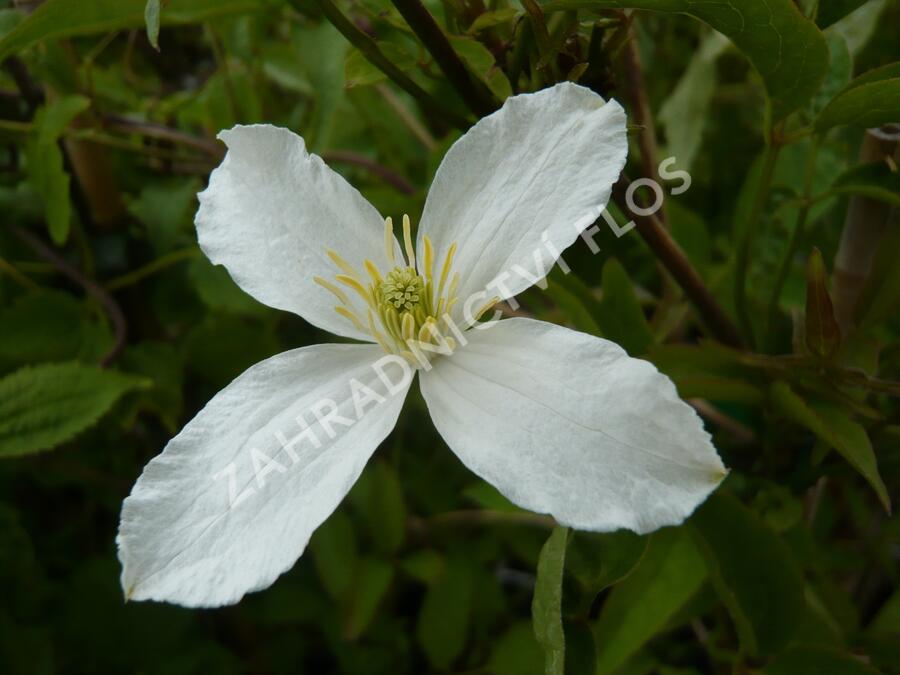 Plamének horský 'Grandiflora' - Clematis montana 'Grandiflora'