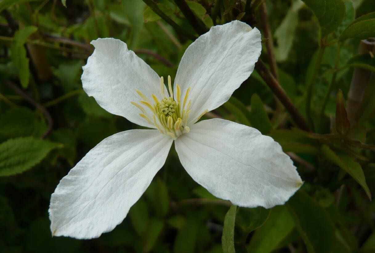 Plamének horský 'Grandiflora' - Clematis montana 'Grandiflora'