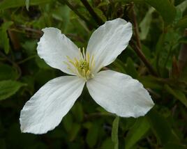 Plamének horský 'Grandiflora'