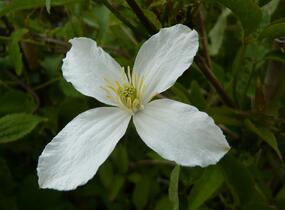 Plamének horský 'Grandiflora' - Clematis montana 'Grandiflora'