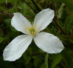 Plamének horský 'Grandiflora' - Clematis montana 'Grandiflora'