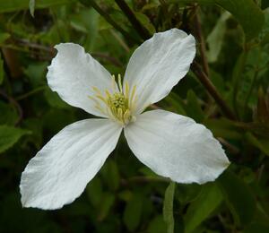 Plamének horský 'Grandiflora' - Clematis montana 'Grandiflora'